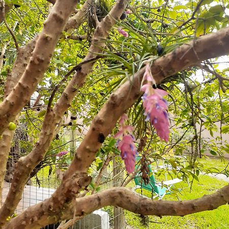 Jabuticasa Cabana De Madeira Na Praia Penha  Zewnętrze zdjęcie