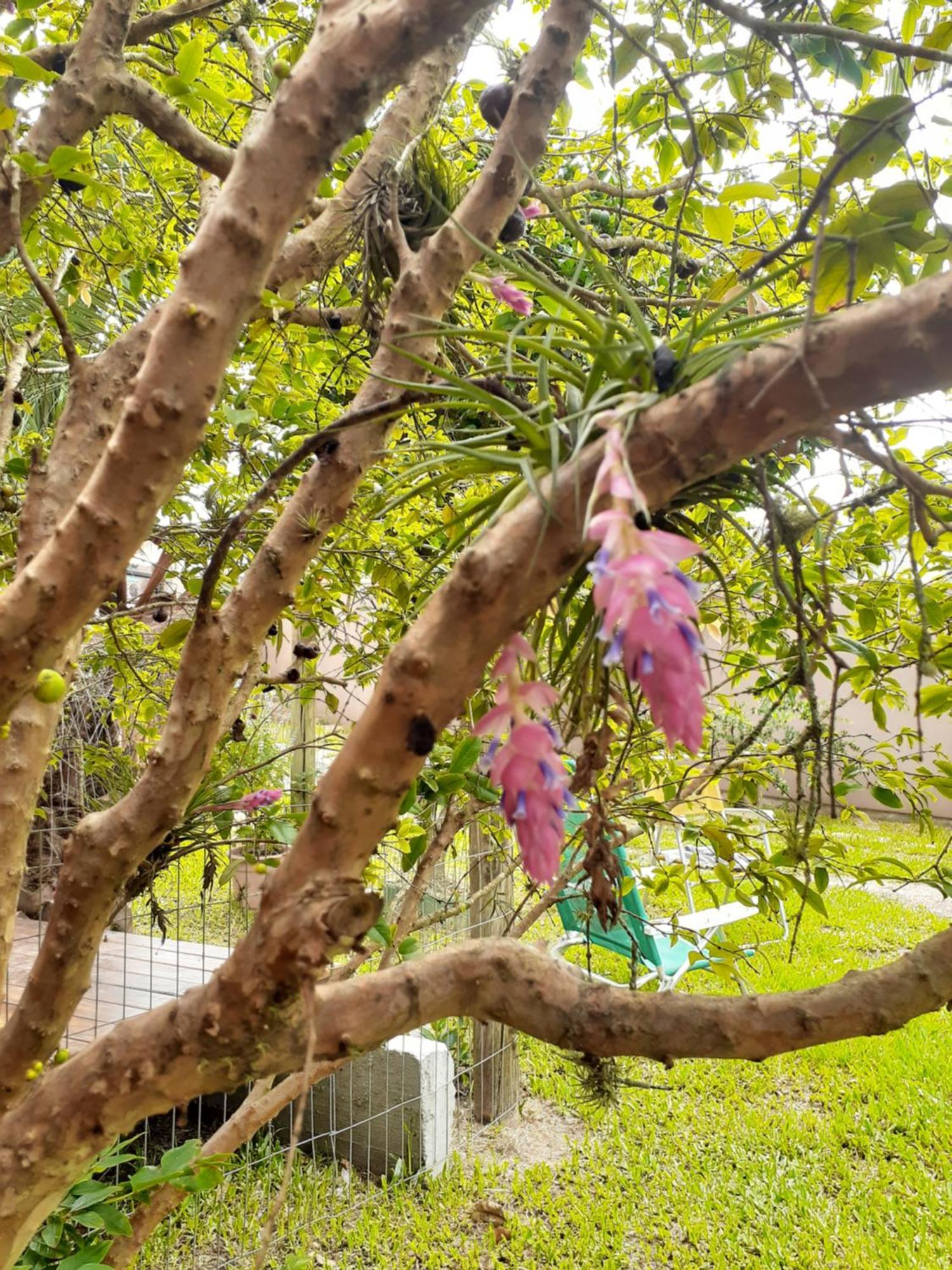 Jabuticasa Cabana De Madeira Na Praia Penha  Zewnętrze zdjęcie